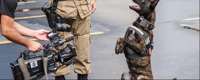Cão da PM grava participação em documentário do Discovery Channel