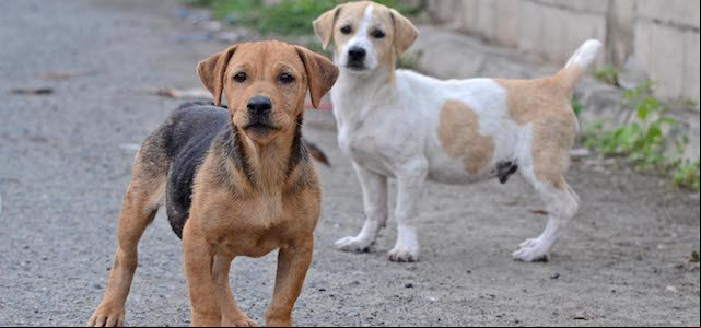 Audiência Pública vai debater proteção animal na cidade
