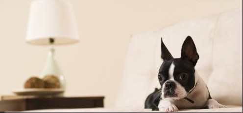 Lei vai garantir os direitos de animais que vivem em apartamentos