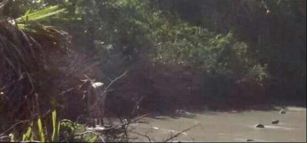 Polícia prende vagabundos por farra do boi em Bombinhas