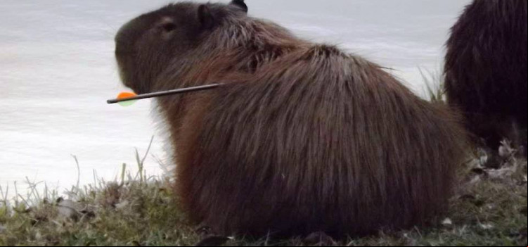 Motoqueiro atropela capivara na Hermann Huscher