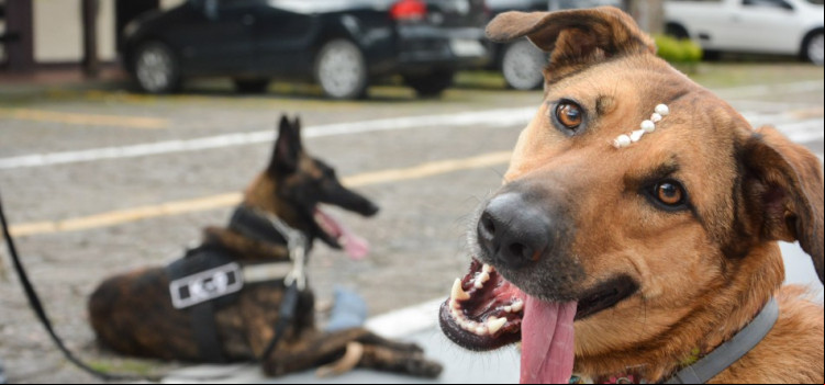 Mascote da Defesa Civil conhece cão da Polícia Militar