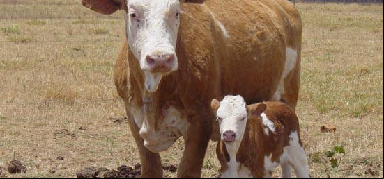 Nova lei regulamenta clonagem de animais no Brasil