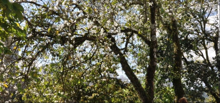 Estudo auxiliará na elaboração do Plano Municipal de Arborização