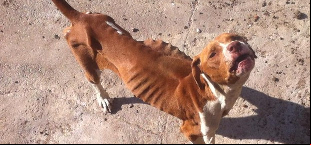 Bastardo abandona animal em condições desumanas na Coripós