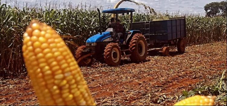 Agro catarinense fomenta a economia