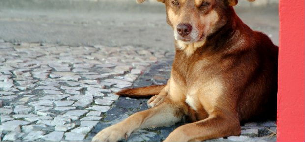 Maus-tratos contra animais podem render R$ 20 mil de multa