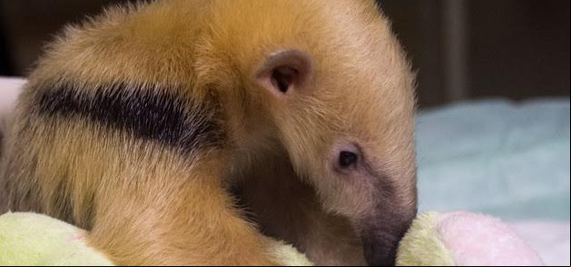 Resgate de animais aumenta mais de 100% em Jaraguá
