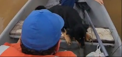 Vereador resgata cachorro e dois filhotinhos